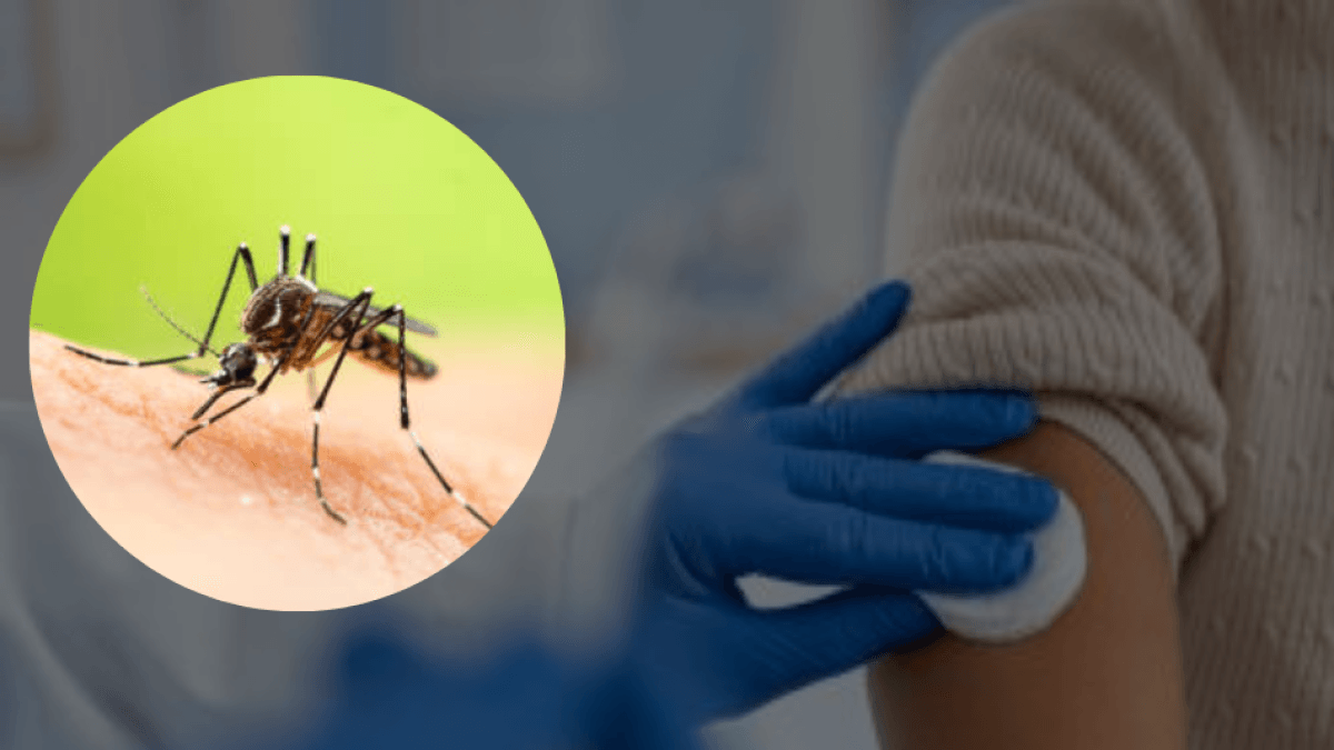 Seu certificado de vacinação contra febre amarela não está atualizado? É assim que você pode fazer isso