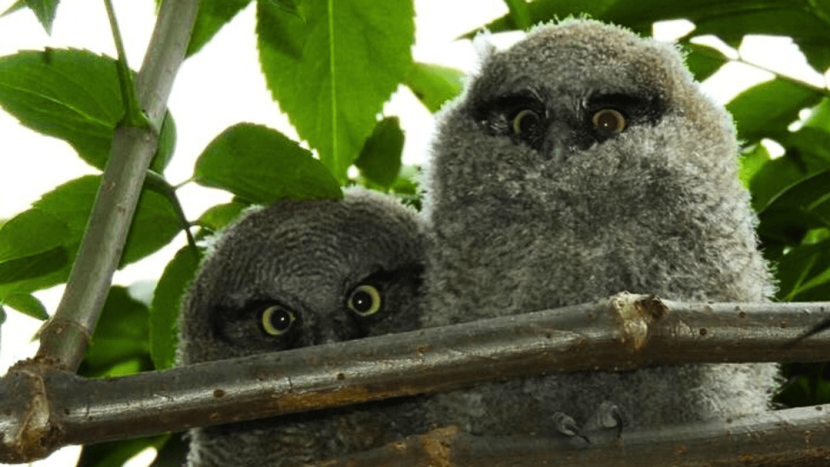 Gli avvistamenti di gufi a Chía suscitano ammirazione: avvertimenti sulla conservazione dell'habitat di questa specie
