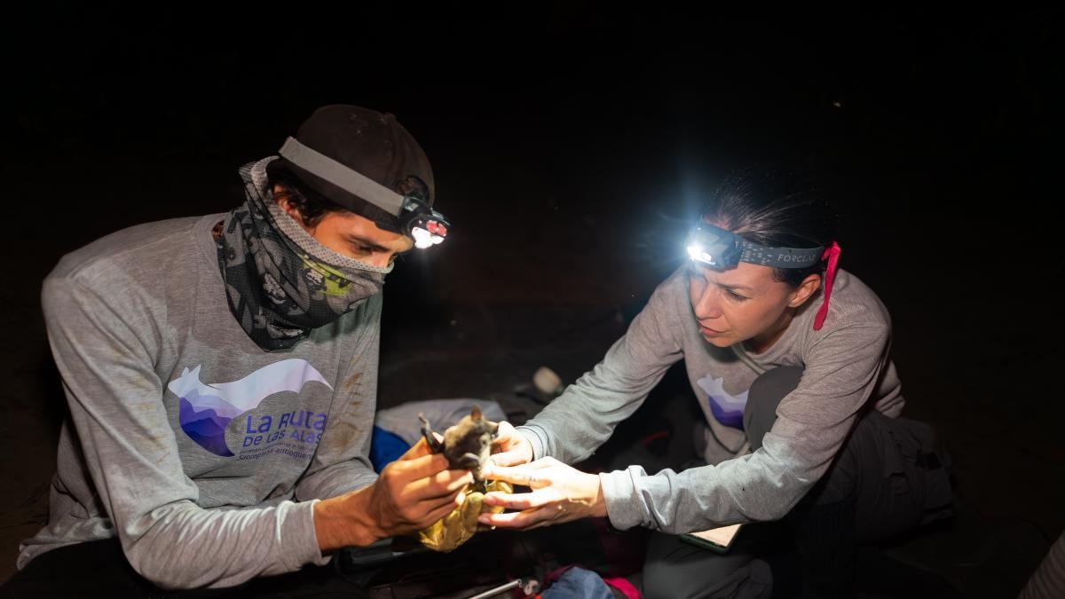 A Rota das Asas: a iniciativa pioneira que busca proteger morcegos na Colômbia