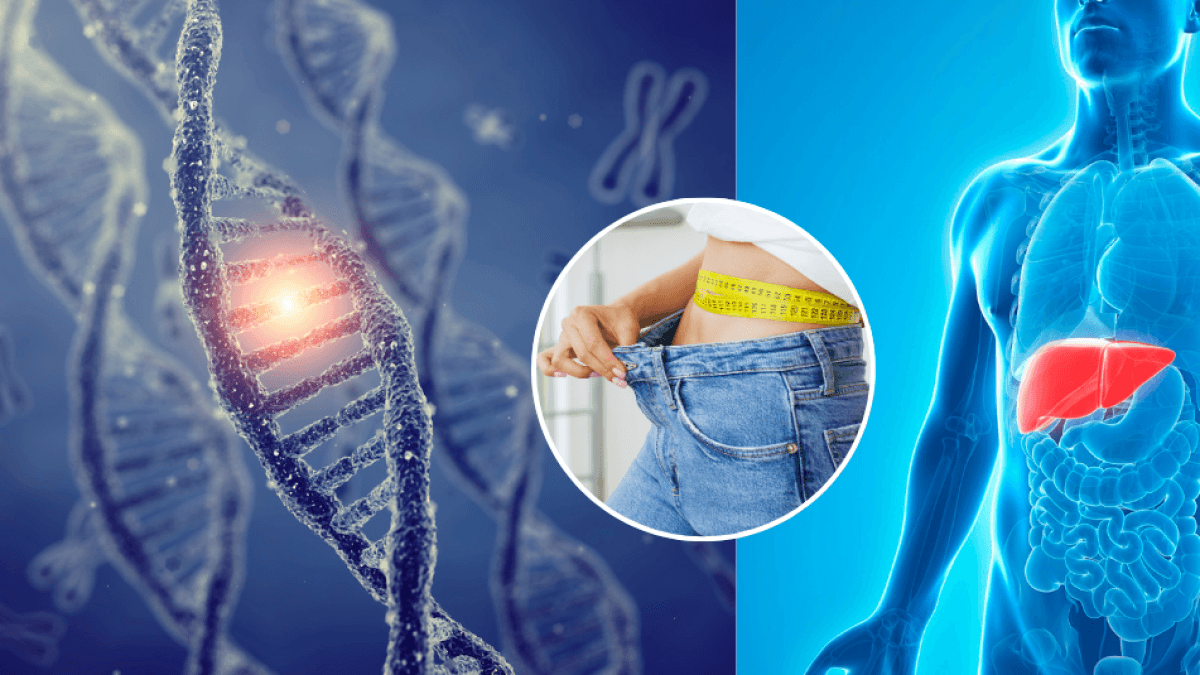 O gene-chave no fígado que ajuda a queimar calorias e melhora a perda de peso: cientistas o colocam sob o microscópio e isso é o que eles descobriram