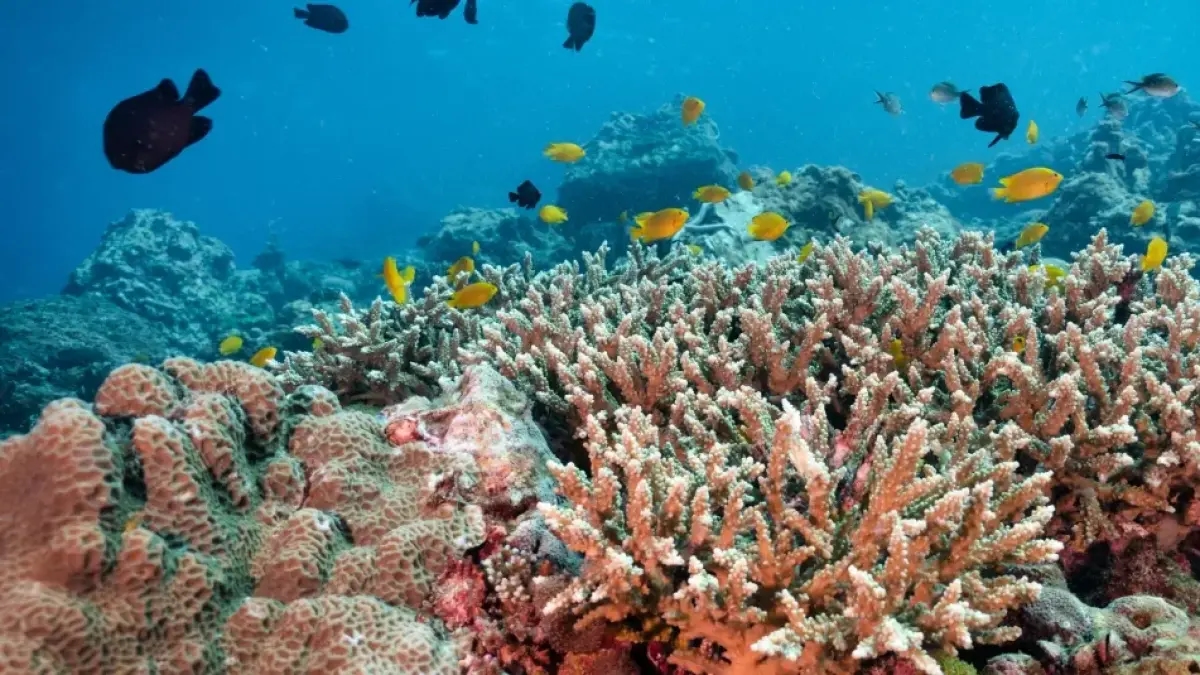 La strada da seguire dopo la conferenza oceanica