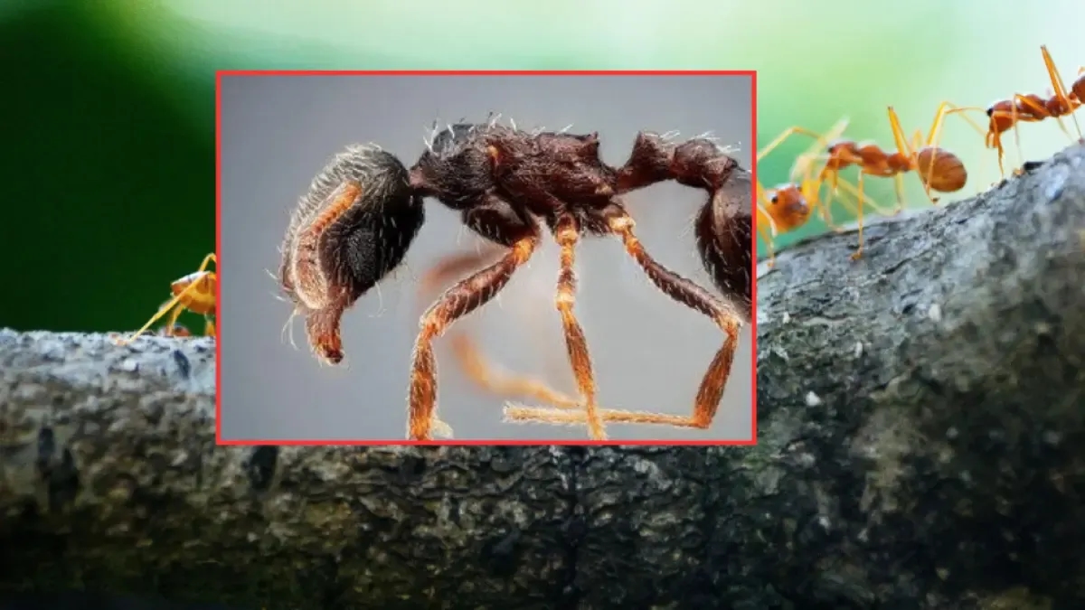 As formigas são tão antigas quanto os dinossauros: fatos interessantes sobre esses insetos