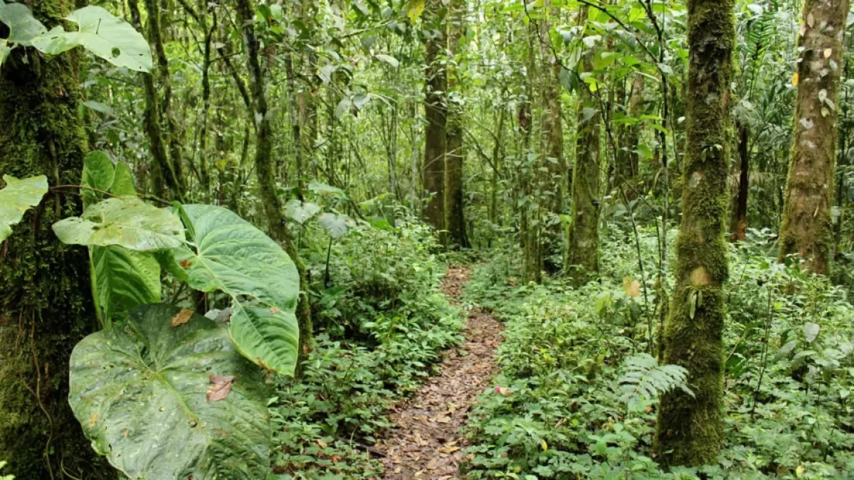 Thinking about exploring Colombia's biodiversity? Three National Parks ideal for ecotourism.