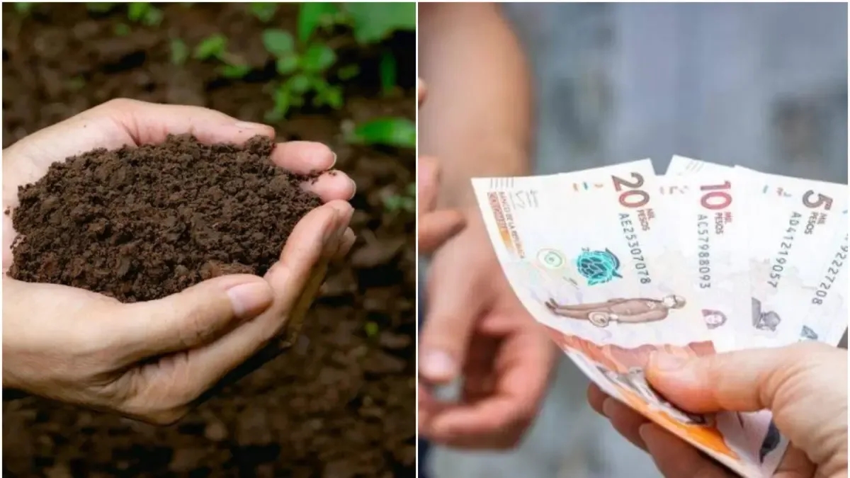 Notas que viram fertilizantes: Colômbia aposta na reutilização de papel-moeda