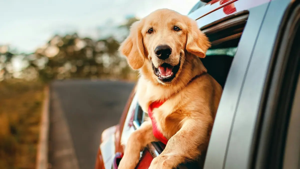 Gli esperti affermano che vivere con i cani favorisce il benessere emotivo e la salute fisica dei bambini.