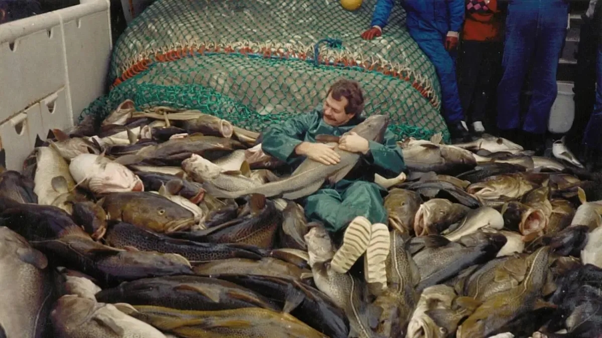 La pesca intensiva ha alterato il DNA del merluzzo nel Mar Baltico.