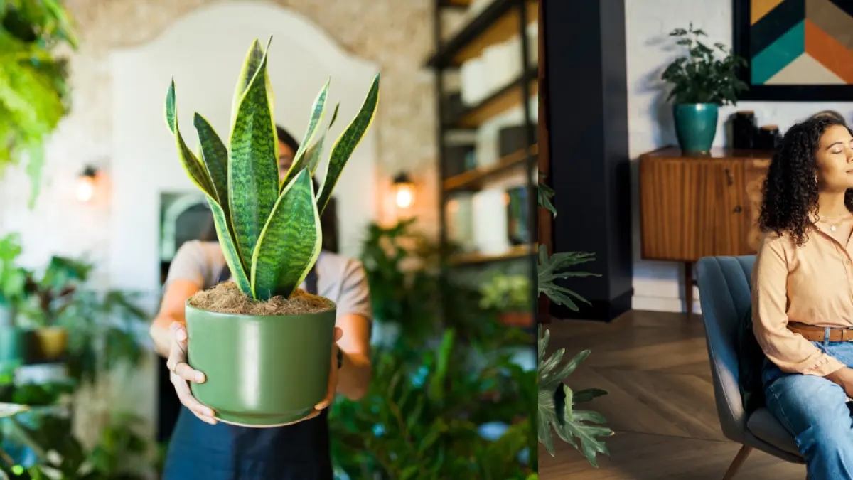 A língua de sogra é a melhor planta para se ter em um cômodo: ela limpa a casa inteira com oxigênio.