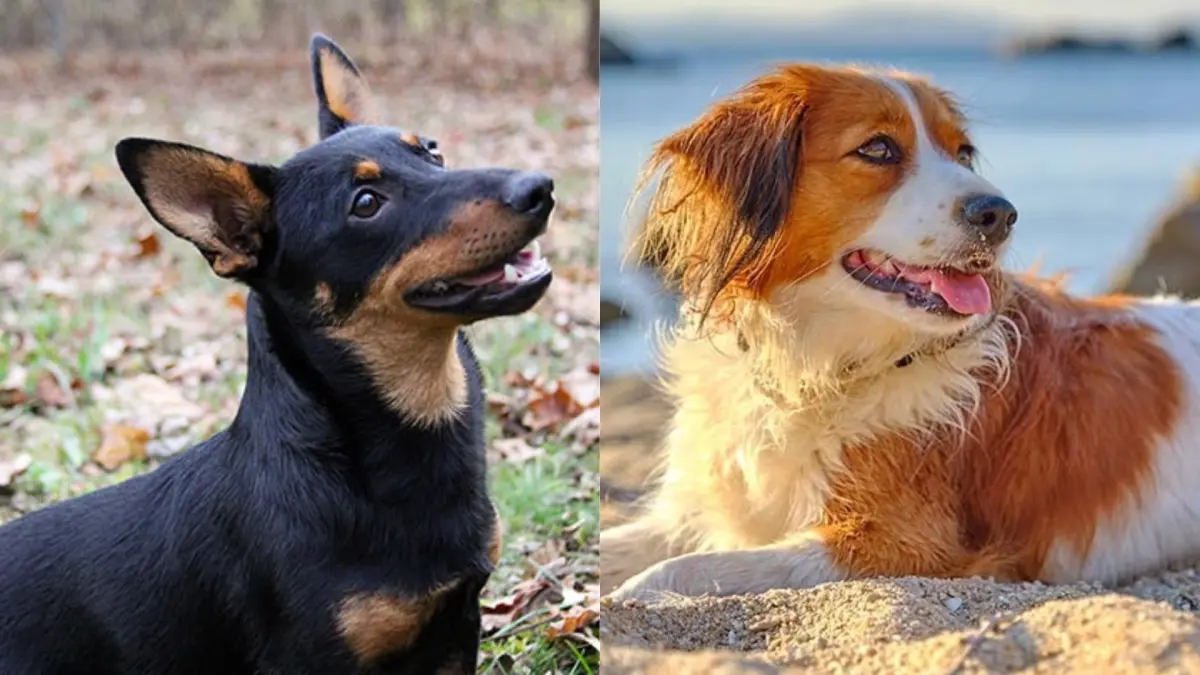İşte dünyanın en yeni köpek ırklarından bazıları: Tüylü olanlar nereden geliyor?