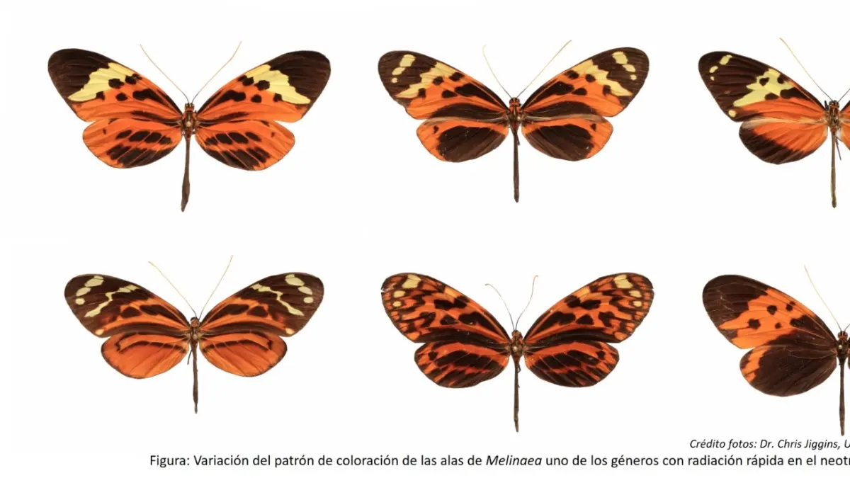 Con la partecipazione di scienziati colombiani, uno studio ha ridisegnato l'albero evolutivo delle farfalle tigrate e ha rivelato sei nuove specie.