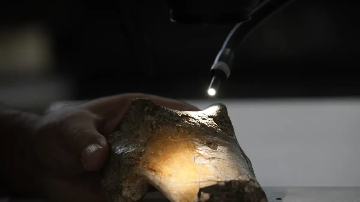 Risolto il mistero che circonda la morte del primo "uccello del terrore" trovato in Colombia: sarebbe stato mangiato da un altro animale gigante.