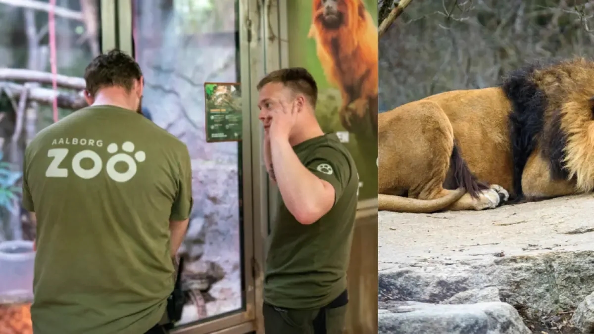 Empörung über dänischen Zoo, der Tierspenden sucht, um Tiere auf „natürlichere“ Weise zu füttern