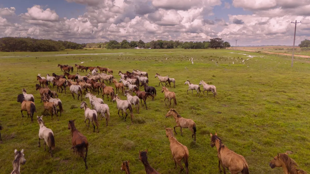 Turismo sustentável em Arauca: três experiências imperdíveis para descobrir as planícies colombianas
