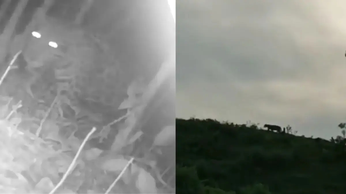 Jaguar-Sichtungen lösen in Viotá und Apulo, Cundinamarca, Alarm aus; die Umweltbehörden fordern, das Tier nicht zu jagen oder anzugreifen.