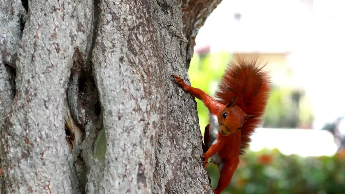 Scopri il programma della Settimana della biodiversità a Cali: è l'eredità della COP16; la città sarà ancora una volta l'epicentro con delegazioni provenienti da 17 paesi.