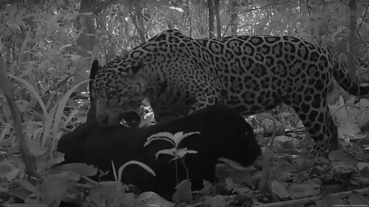 Acasalamento de onça-preta registrado pela primeira vez na floresta amazônica