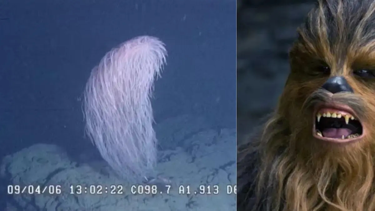 Des scientifiques découvrent « Chewbacca », une nouvelle espèce de corail qu'ils comparent au personnage de « Star Wars ».