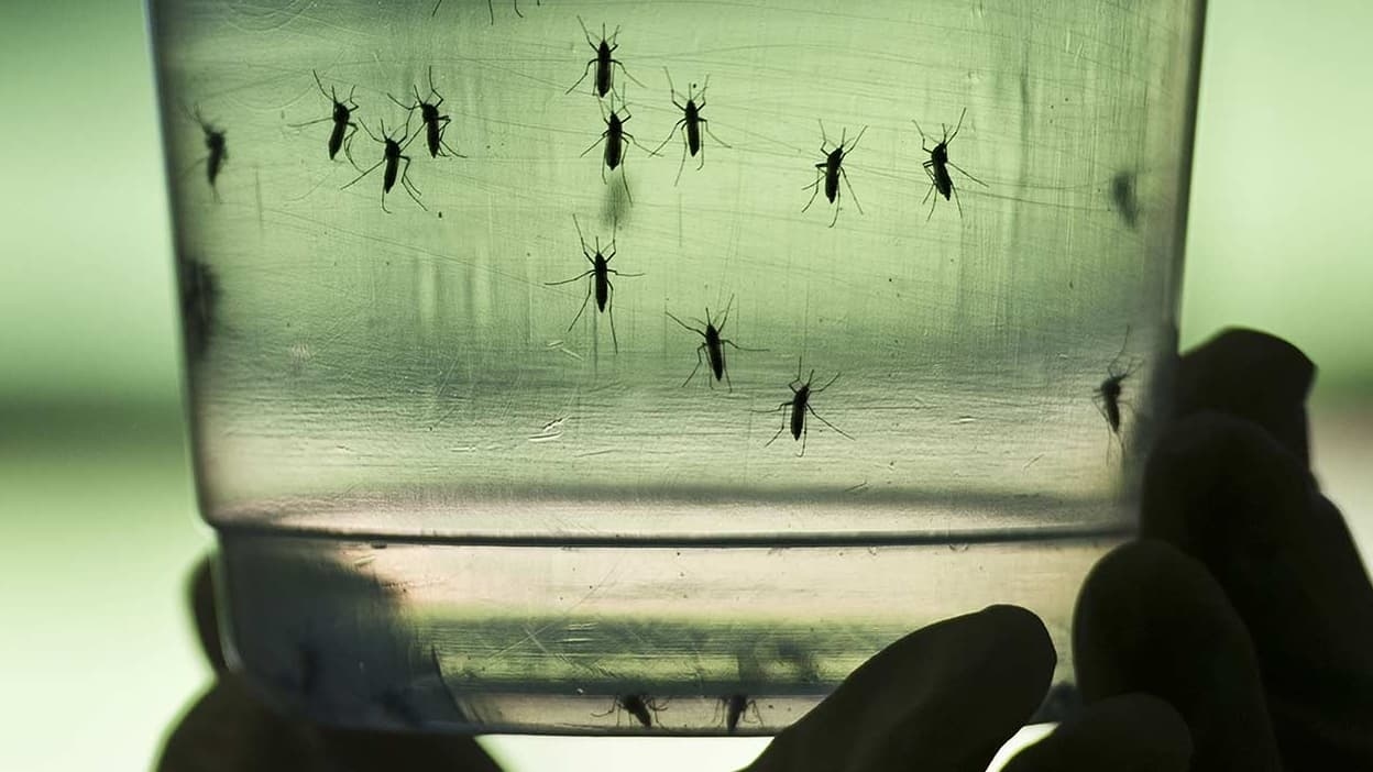 Chikungunya: un caso autóctono sospechoso en Drôme