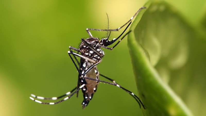 Dengue: Erste Episode einer indigenen Übertragung des Jahres auf dem französischen Festland in der Region Auvergne-Rhône-Alpes festgestellt