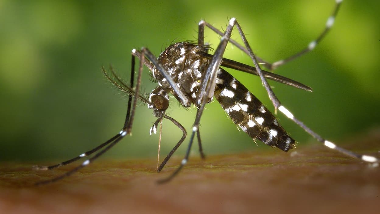 "Limitamos cualquier riesgo de propagación": primer caso autóctono de chikunguña detectado en Francia metropolitana en 2025