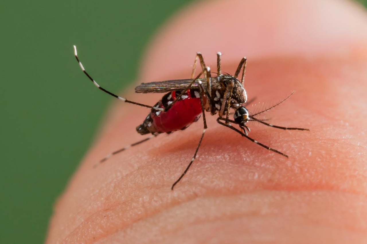 Dengue-Fieber: Die erste Episode einer indigenen Übertragung des Jahres wurde auf dem französischen Festland in der Region Auvergne-Rhône-Alpes festgestellt