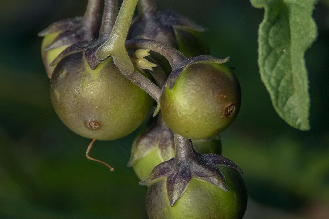 La patata tiene su antepasado… el tomate, según un reciente estudio