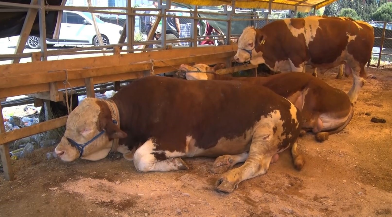 Drugiego dnia święta Eid w Esenyurt sprzedawano w dużych ilościach zwierzęta ofiarne