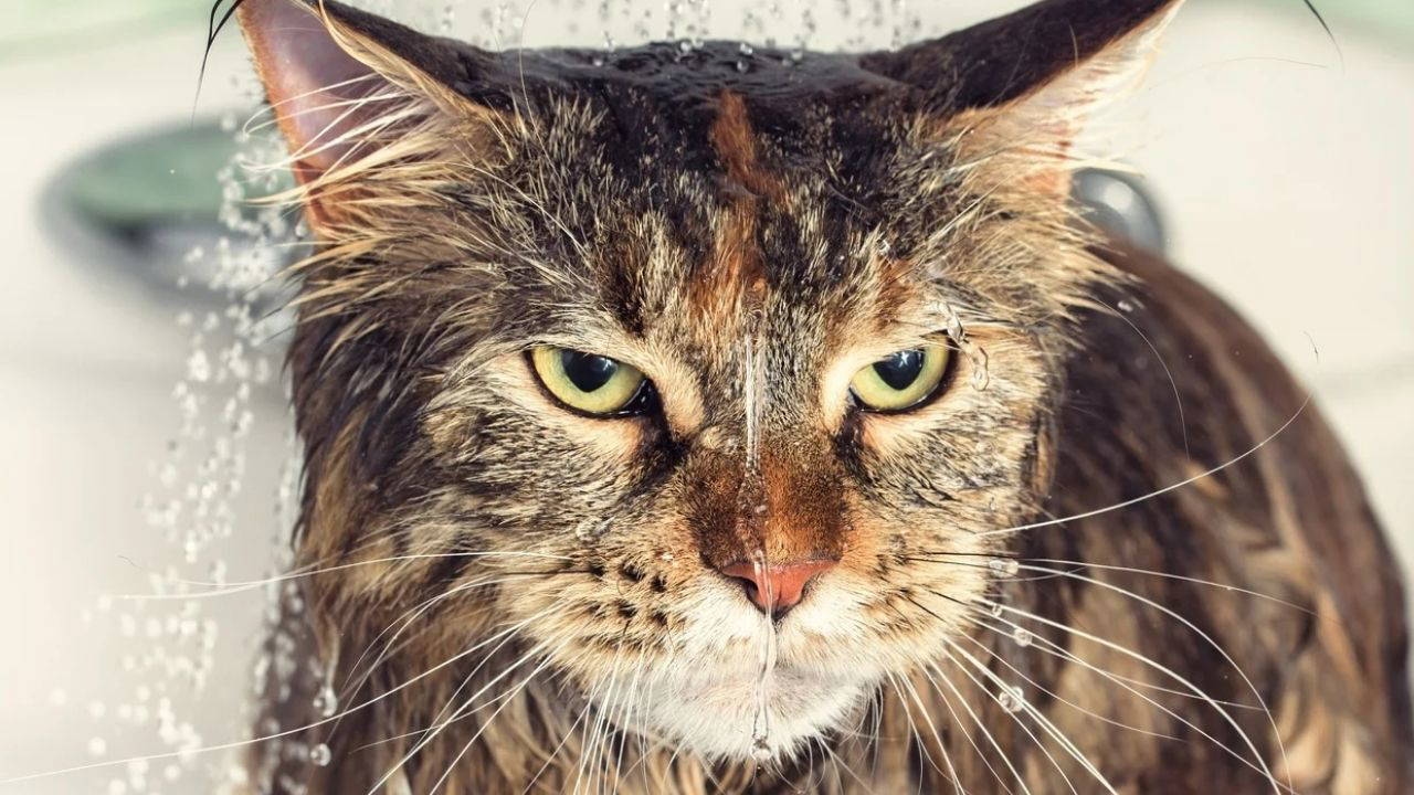 Warum hassen Katzen Wasser?