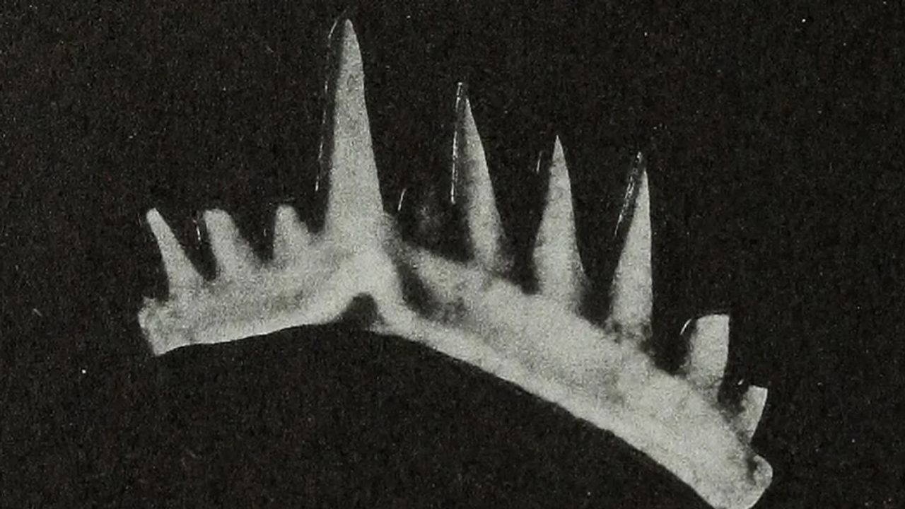 Esta pequeña criatura con los dientes más afilados vivió hace millones de años.