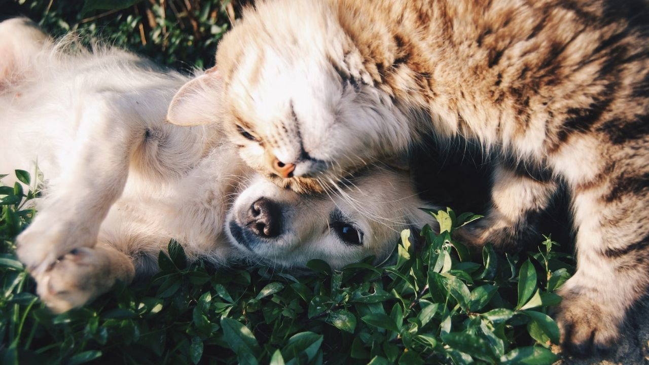 Los investigadores están explorando formas de comunicarse con los animales.