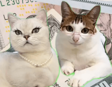 Governo usa até “meme de gatinhos” para tentar garantir aumento do IOF