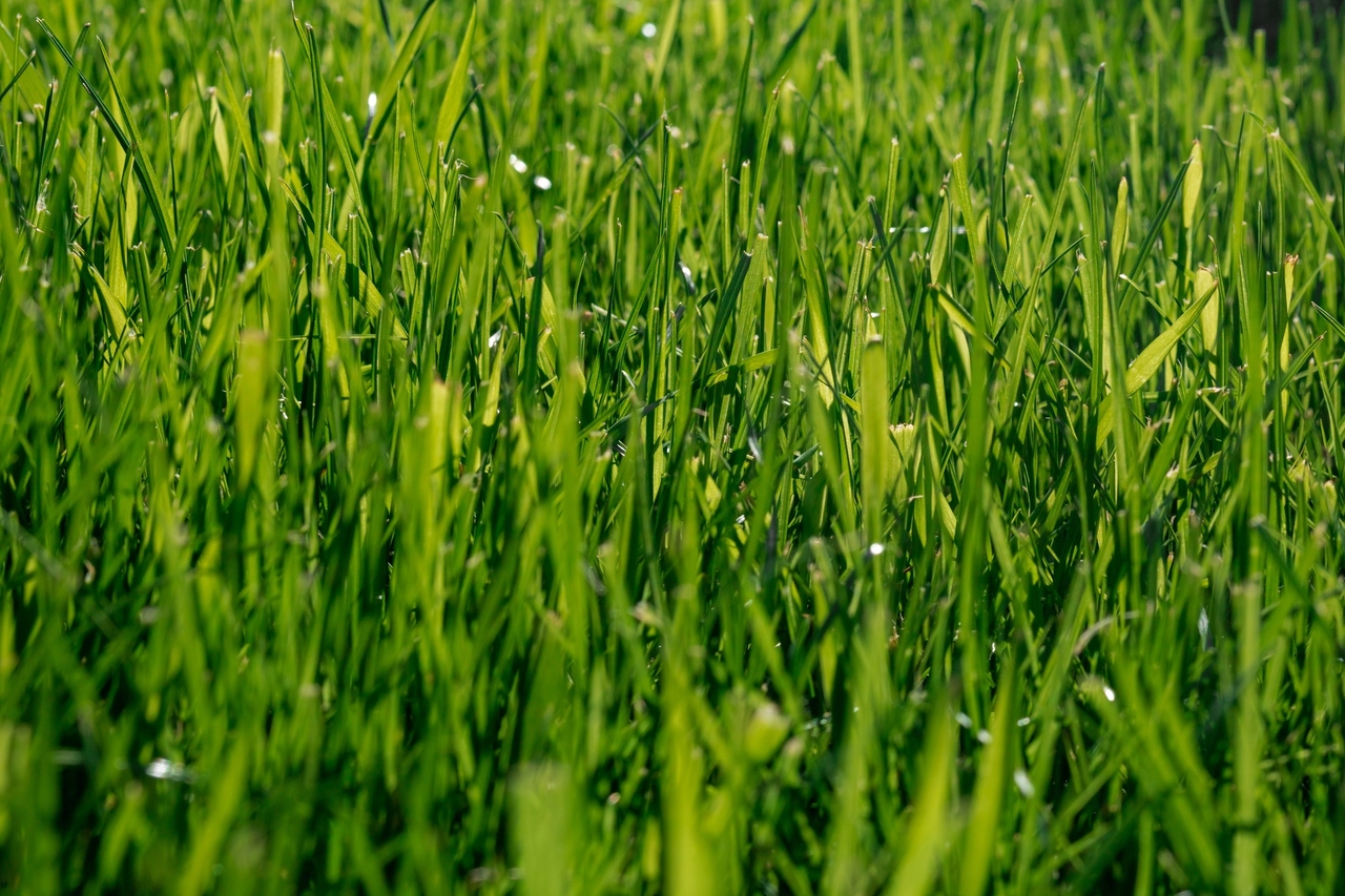 Creative Lawn Care Business Names to Inspire Your Next Venture