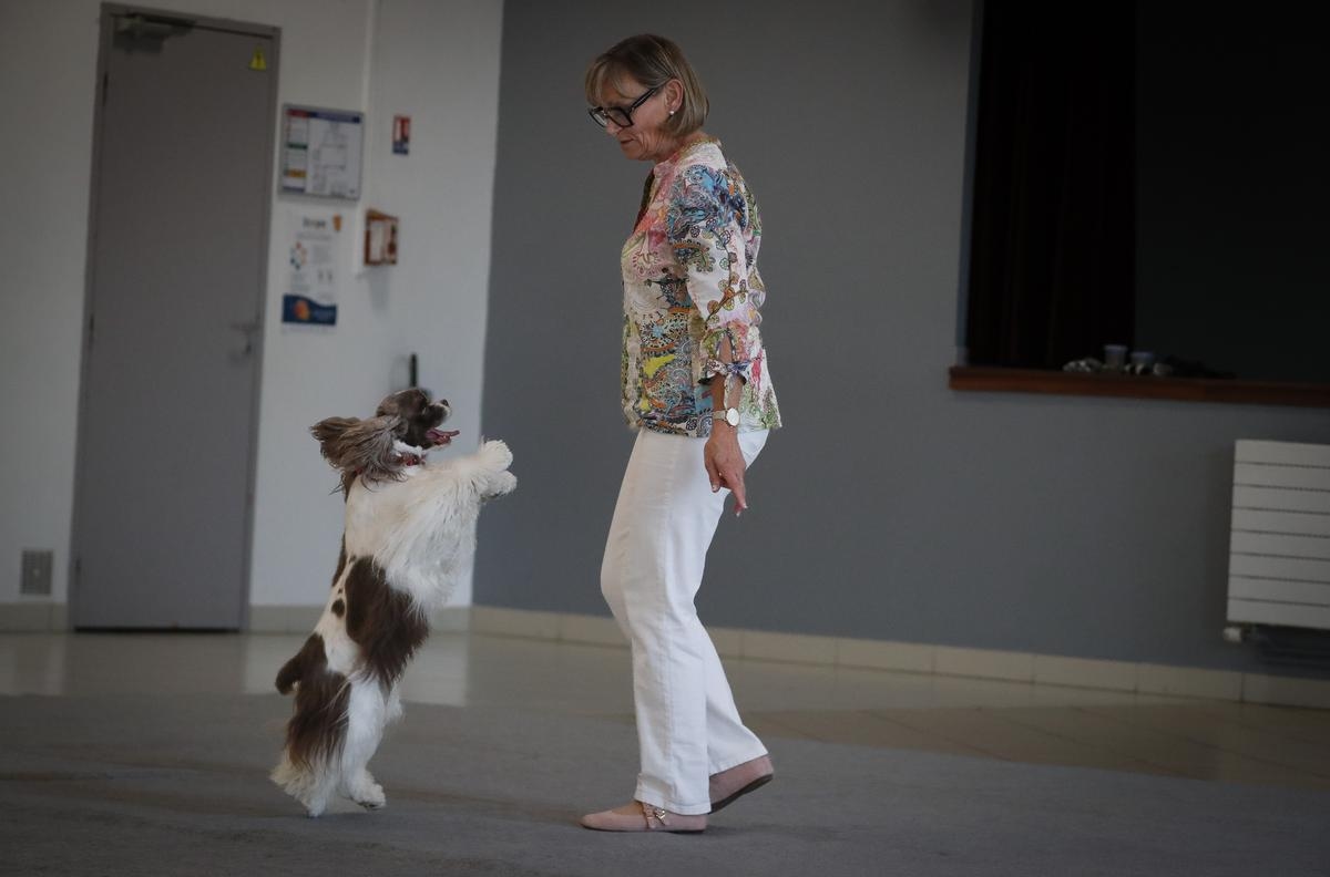 Video. ¿Alguna vez has visto bailar a un cocker spaniel? Prueba tu suerte cerca de La Rochelle