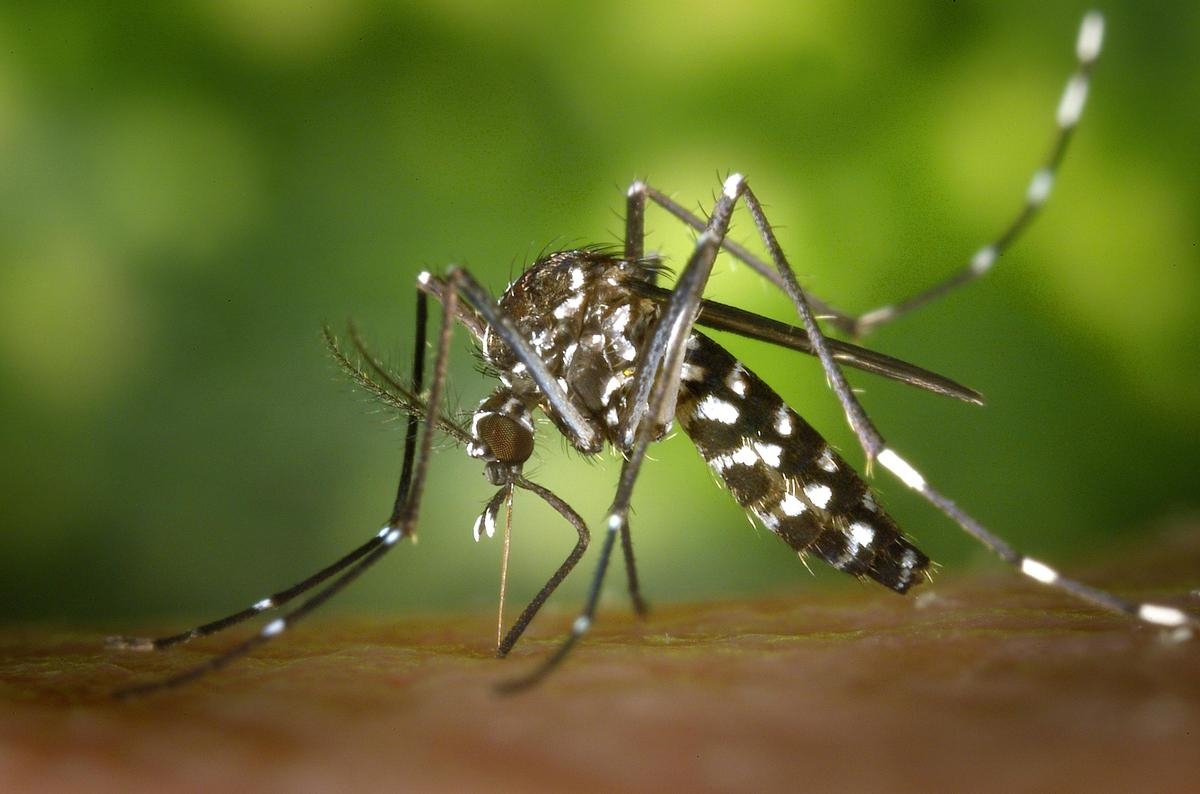 Mosquito repellents: ranking of the best products according to “60 Million Consumers”