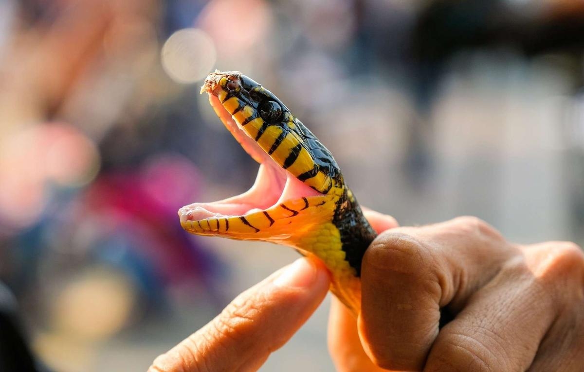 Are antivenoms effective?