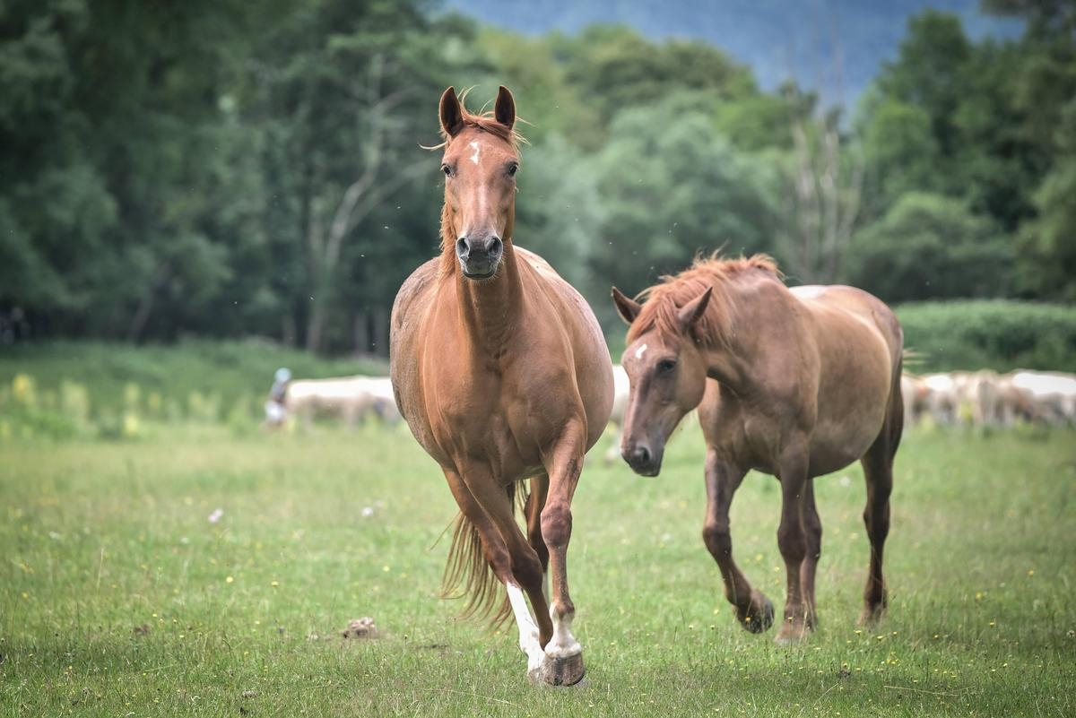 Paarden verminkt in Normandië: één dier gedood en meerdere gewond bij een nieuwe reeks aanvallen, wat we weten