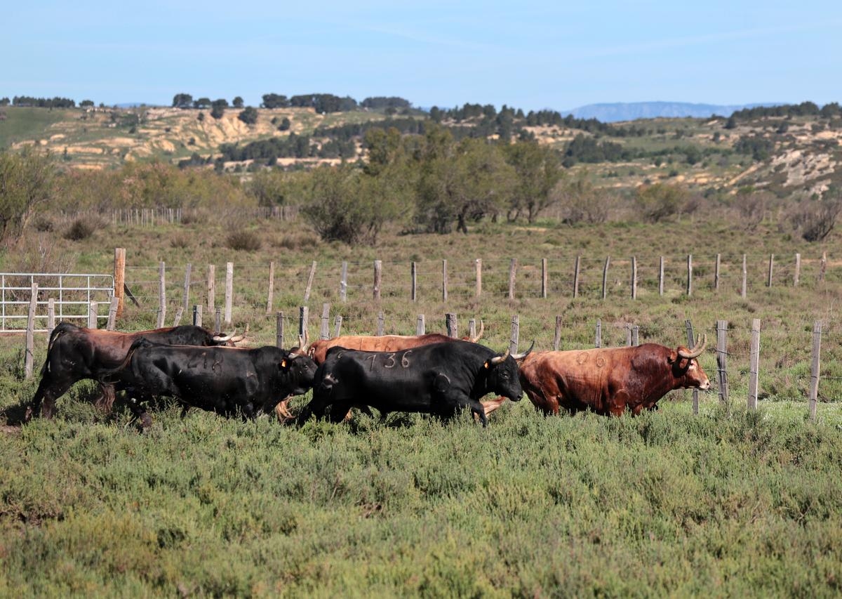 Toros y salsa in Dax: the sorto of bullfighting by Robert Margé