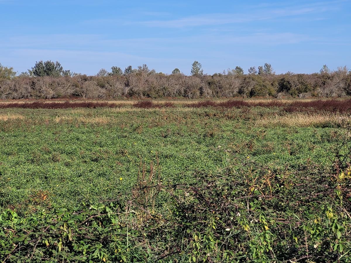 Gironde: Die Stadt Blanquefort kauft 22 Hektar degradiertes Sumpfland, Führungen sind in Zukunft geplant