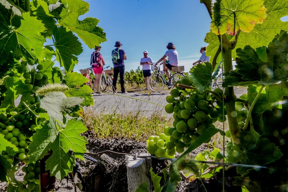 « À l’étranger, c’est très encadré et encouragé » : dans le Bordelais, faut-il aussi légiférer pour mieux développer l’œnotourisme ?