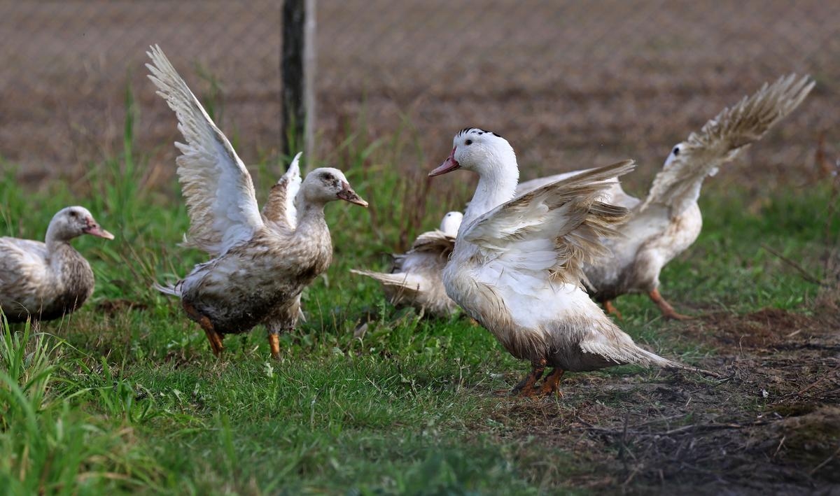 Grippe aviaire : deux nouveaux foyers détectés dans des élevages de canards en Vendée