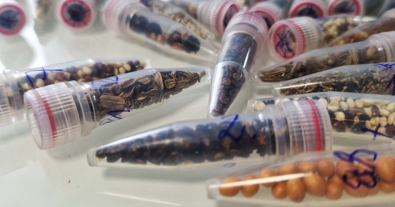 Wissenschaftler schicken Cannabissamen ins All