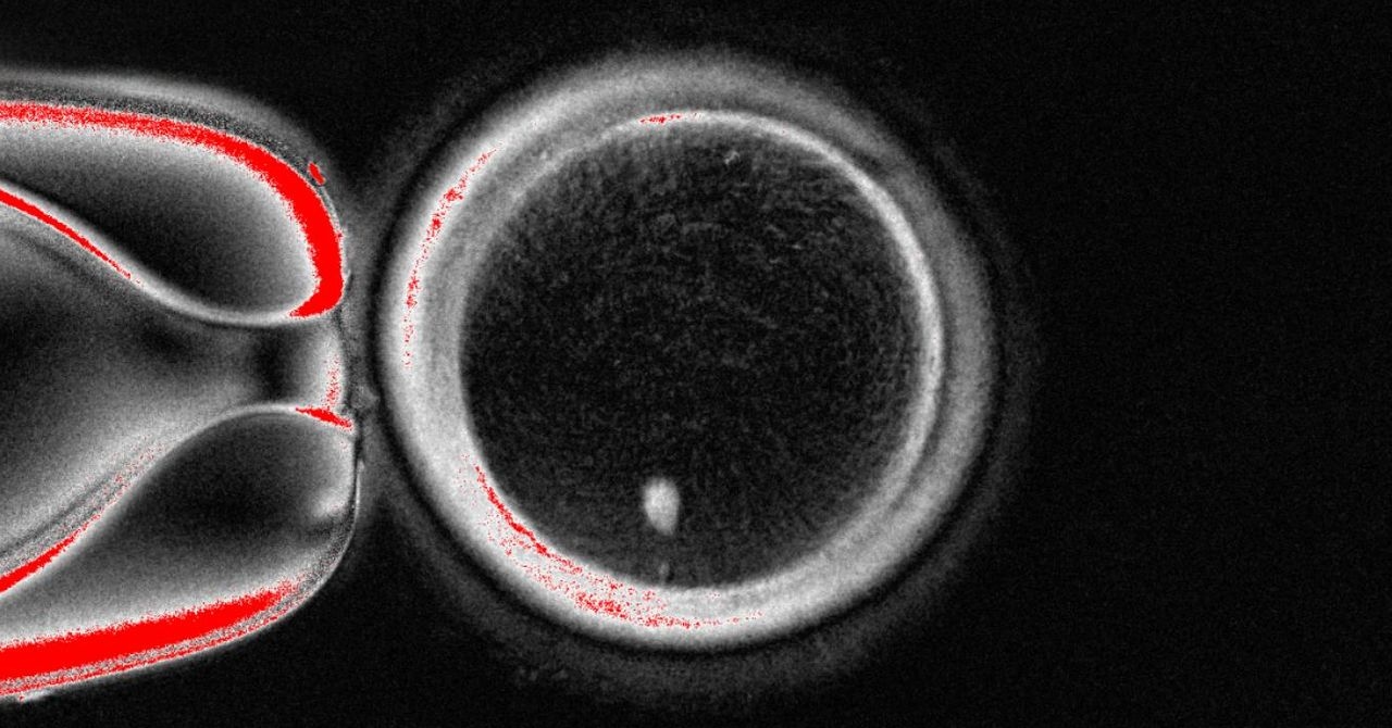 Gli scienziati hanno creato ovuli umani dalle cellule della pelle e li hanno usati per formare embrioni
