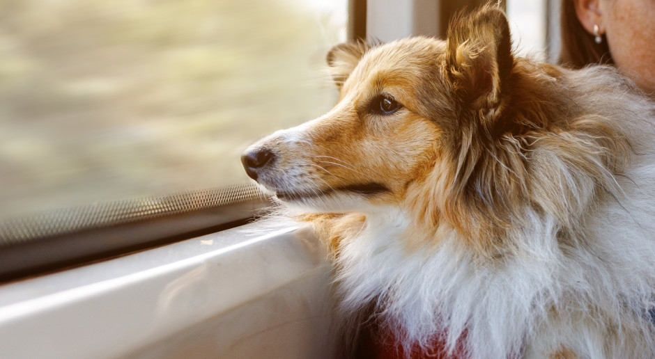 I treni polacchi stanno diventando sempre più pet-friendly. Sono risultati di cui vantarsi.