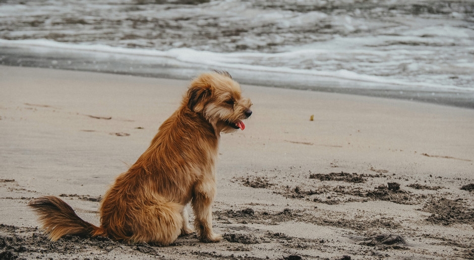 Estas son las playas más aptas para perros de Europa. Tu mascota será bienvenida.
