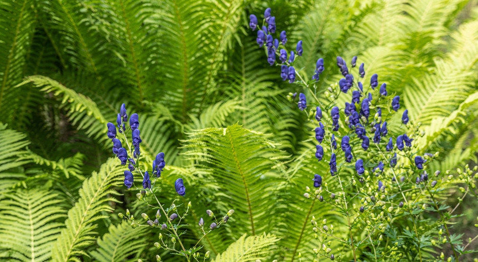 Death by Touch: The Most Dangerous Plant in Poland as a Home Decoration