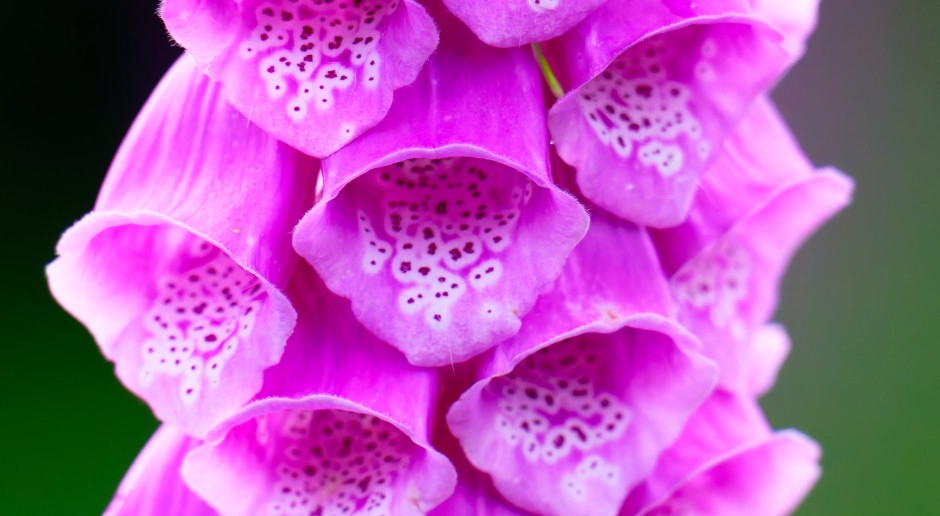 "Dead Bells" is the most dangerous plant. It's better not to even smell it