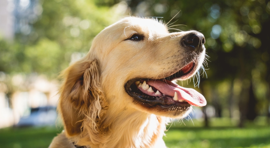 Ze helpen bij de behandeling van depressie en angst. "Ik heb niet de kracht om naar mensen toe te gaan, maar ik ga wel naar een hond."