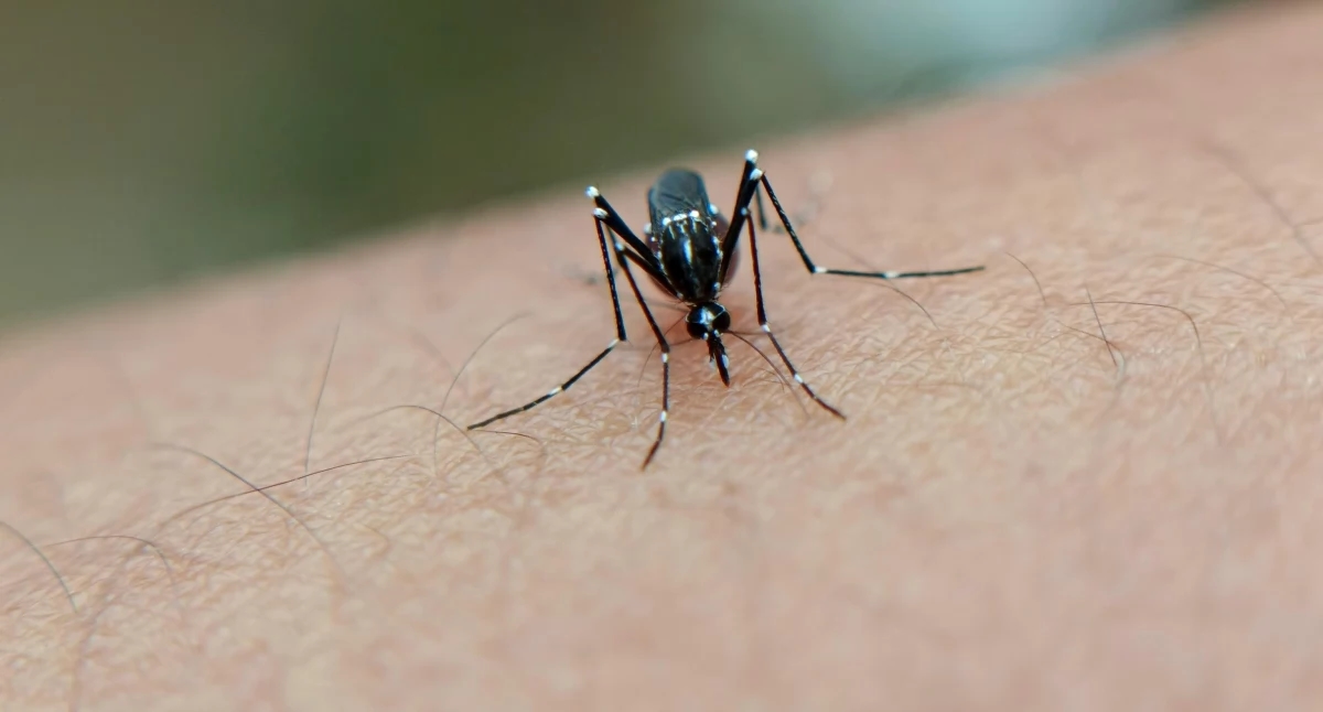 Tropical diseases are no longer uncommon