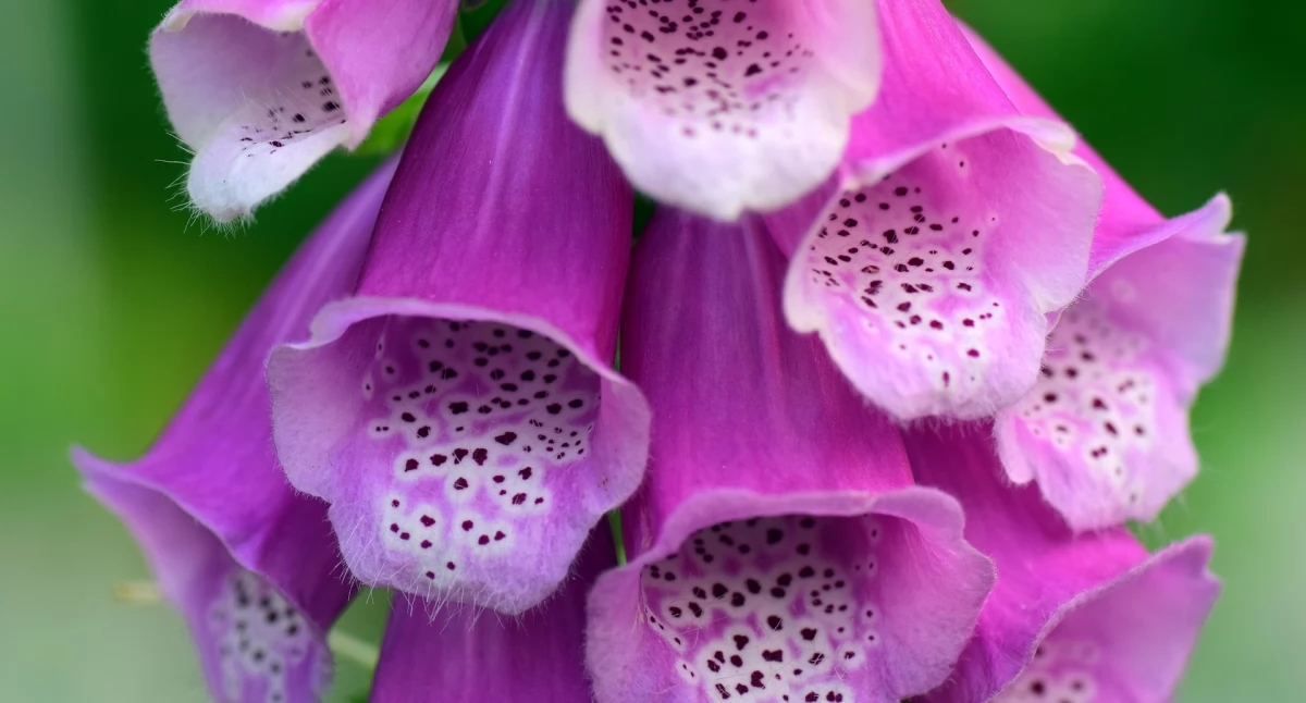 The active substance of red foxglove improves the prognosis of patients with heart failure