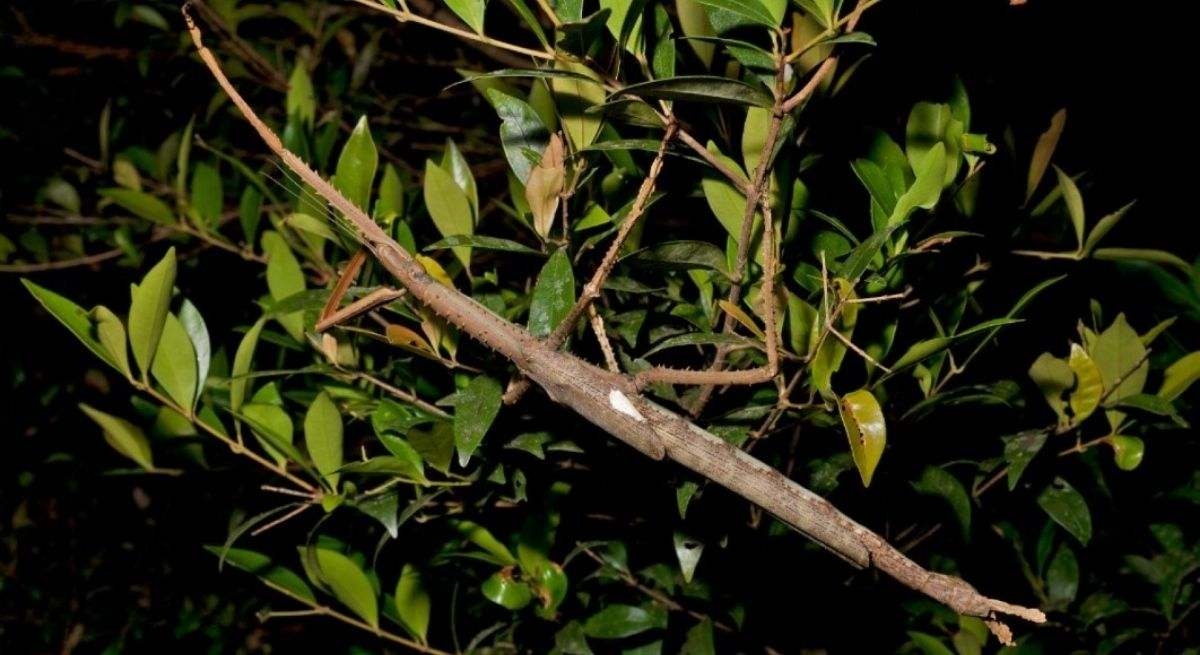 Scientists warn the public: "A new species of giant insect weighing as much as a golf ball has been discovered."