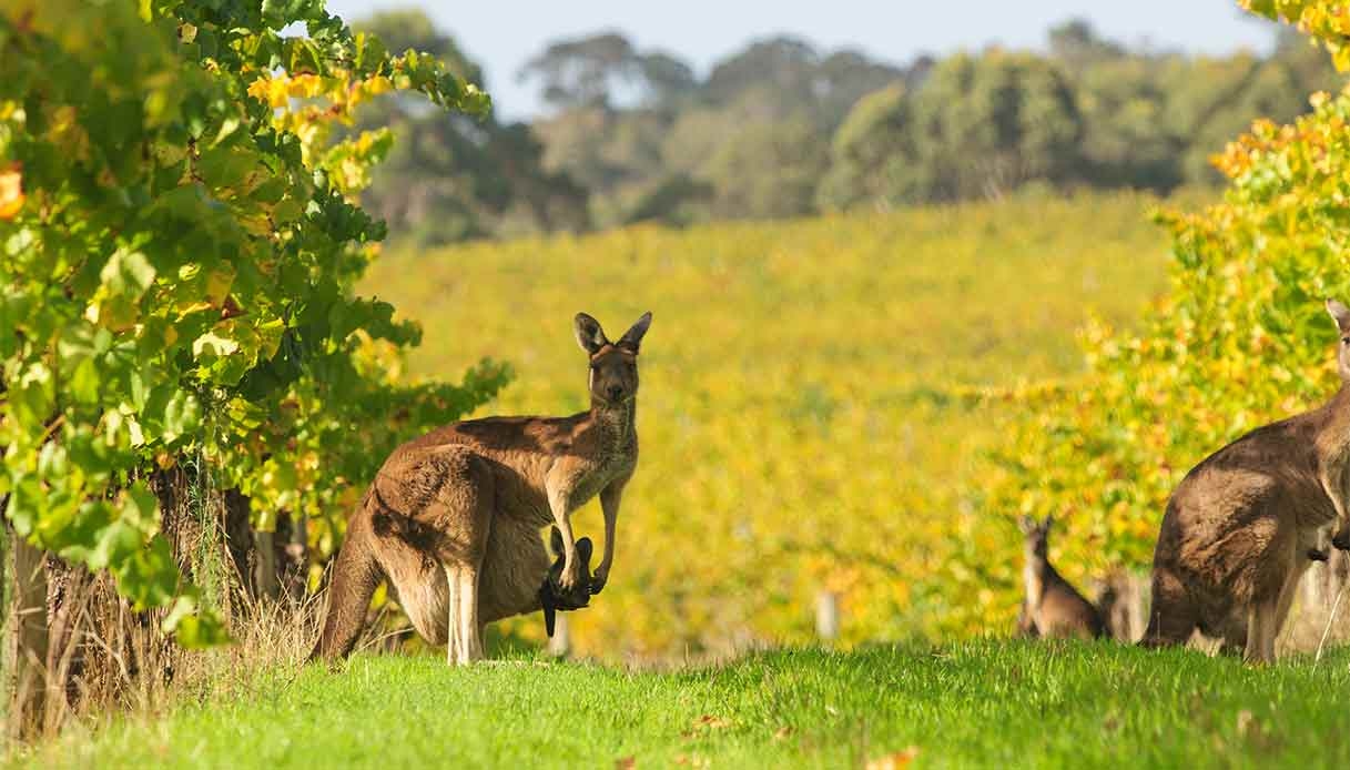 Margaret River, de wijnhoofdstad van Australië